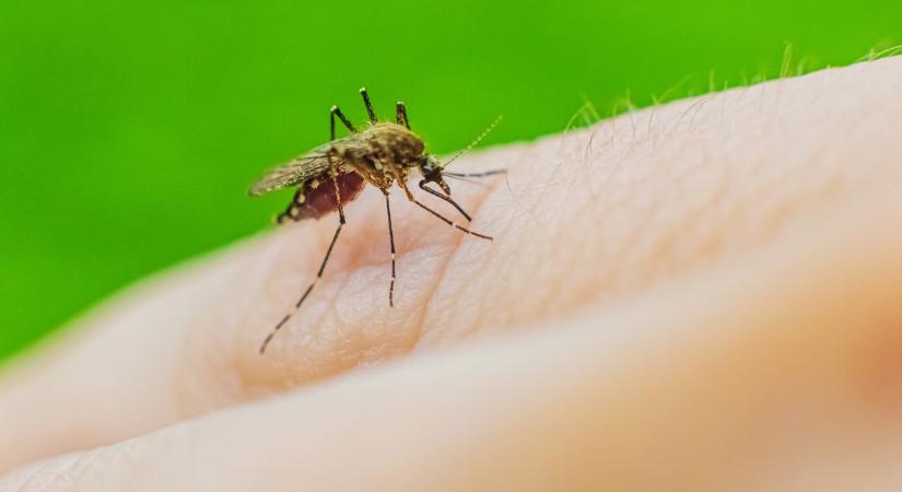 5 tuti tipp, hogy a szúnyogok messze kerüljék a kertedet nyáron