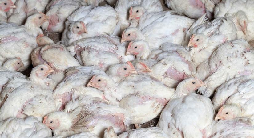 Saját ürülékükben, egy A4-es papír nagyságú területen szenvedik végig 6 hetes életüket: sokkoló képeken az ipari csirketenyésztés jellemző viszonyai