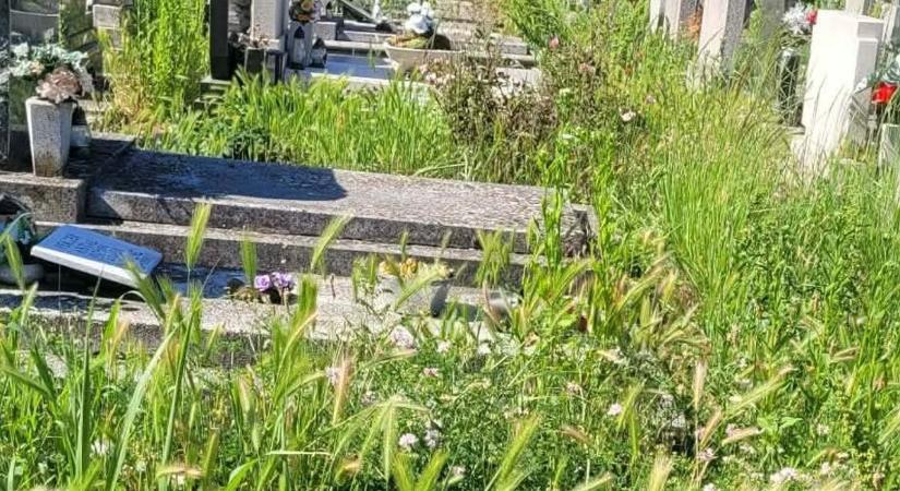 Döbbenetes fotók bizonyítják: elkeserítő állapotok a pécsi temetőben
