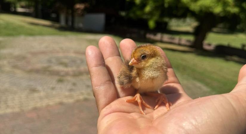 Napi cuki: kikelt Pityke, az első aranyfácán-fióka Szántódpusztán