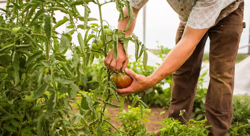 Ki fogja leszedni a gyümölcsöt idén nyáron? Kritikus ponthoz ért az agrár-munkaerőpiac