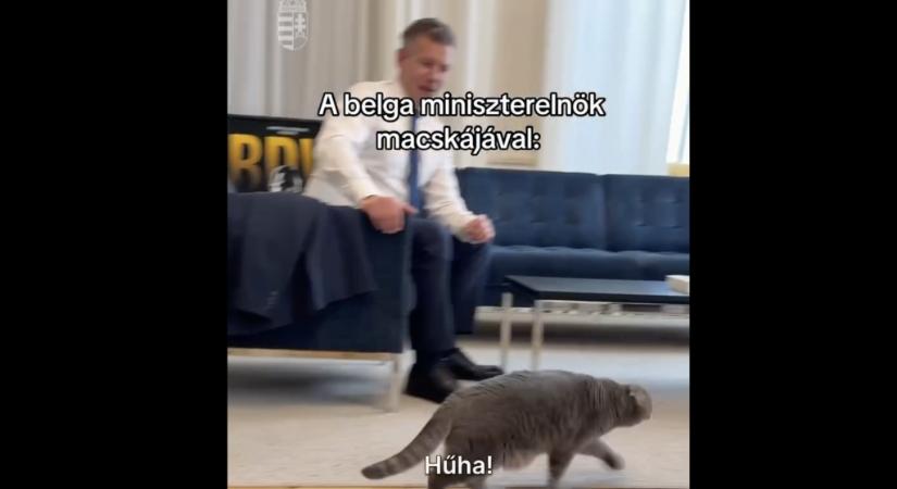 Magyar Péter találkozott a belga miniszterelnöki macskával