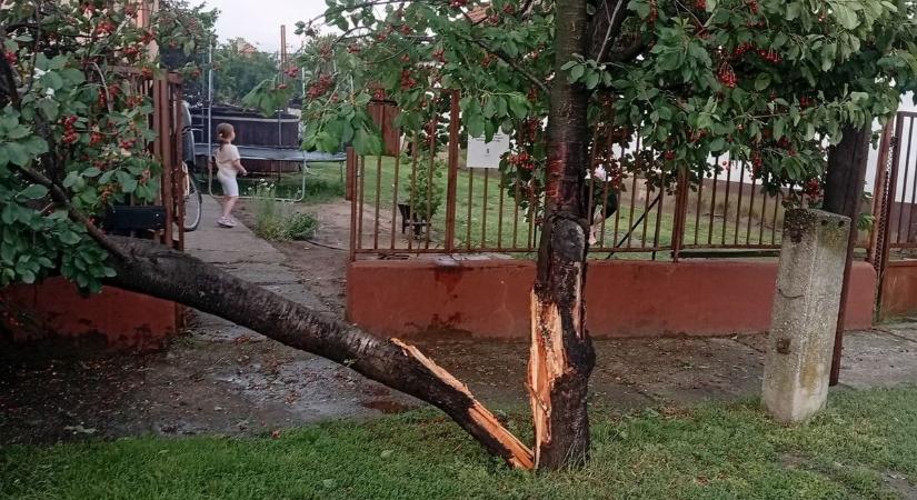 A jég leszüretelt a gazdák helyett: amit a fagy megkímélt, azt most a vihar pusztította el
