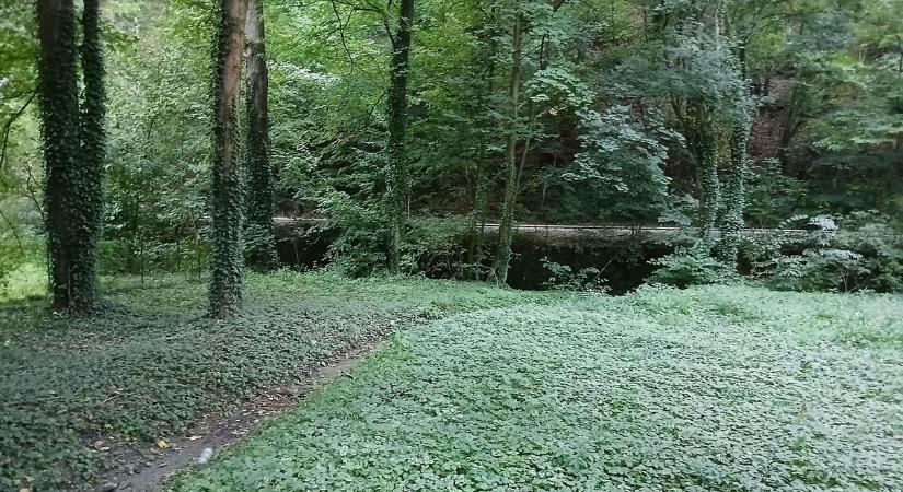 Súlyos büntetés jár a mai naptól, ha ezt teszi az erdőben