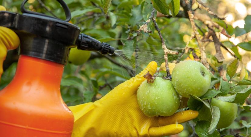 Nem csak az alma a gyanús: ezekben a zöldségekben és gyümölcsökben lehet a legtöbb vegyszer – sokan naponta eszik őket