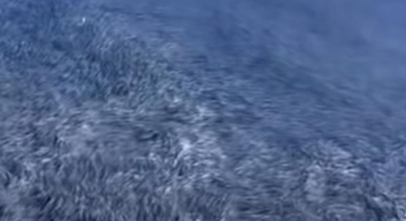 VIDEÓ! Ha ennyi hal lesz a Balatonban, akkor nem lesz gond az idén nyáron