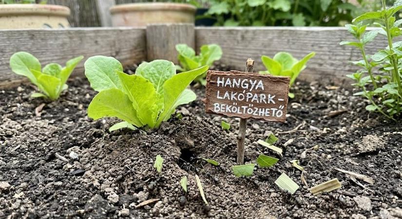 Hangyák költöztek a magaságyásba: ki kell őket lakoltatni?