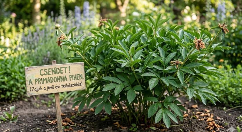 A pünkösdi rózsa elvirágzott, de a munka még nem ért véget