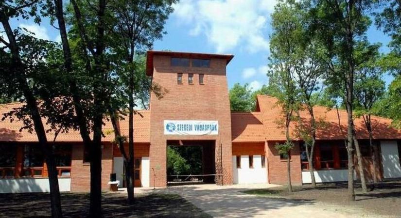 Sorsukra hagyva várták a csodát: már a szabadságra készülnek a pelyhes kis potyautasok