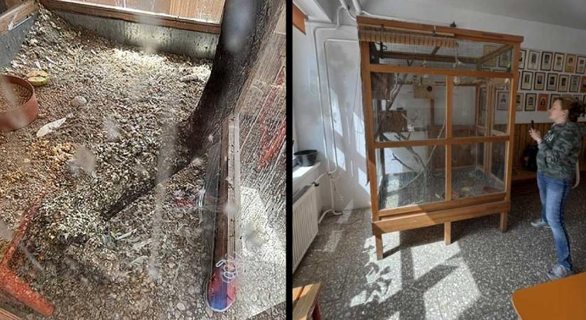 Horror az óbudai iskolában: Fertőzésveszély és ürülékpor, az igazgatónő magyarázkodik