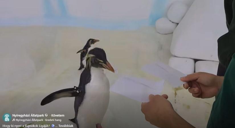 Megjósolta a Nyíregyházi Állatpark pingvinje, hogy ki nyeri a BL-döntőt