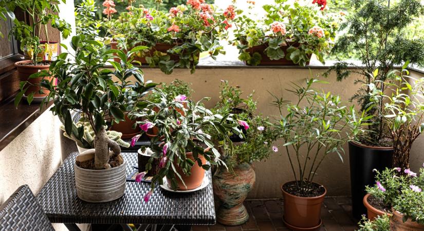 Balkon-paradicsom: 7 tipp, hogyan varázsolj dzsungelt a legkisebb panelerkélyre is
