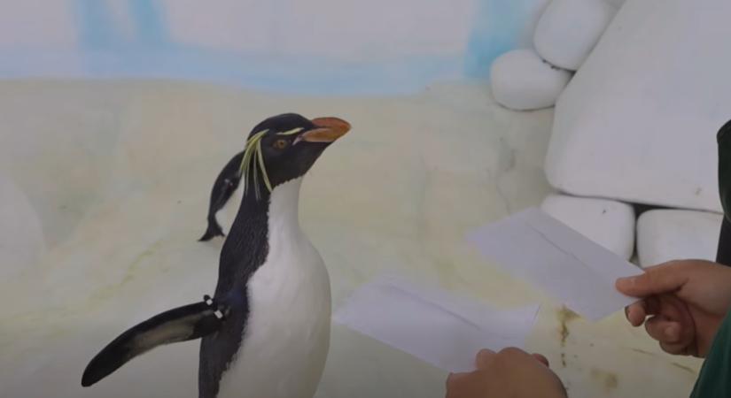 A Nyíregyházi Állatpark pingvinje, Günter már megtippelte, ki nyeri a BL-döntőt