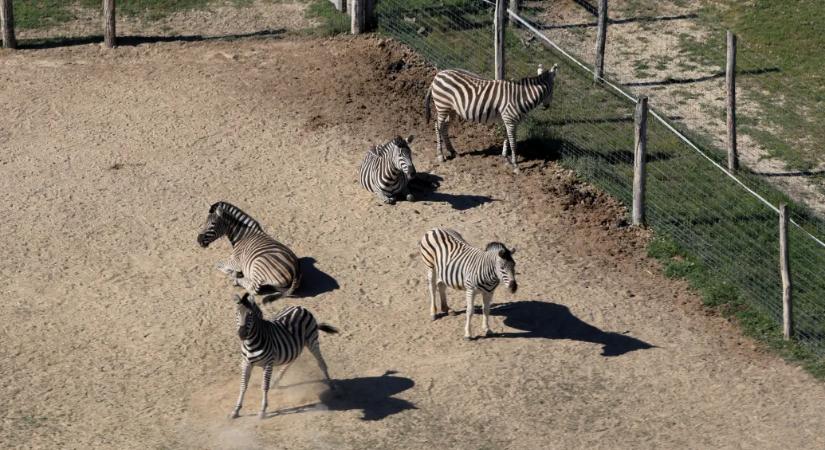 Azért látható mindig kevesebb zebra a hatvanpusztai felvételeken, mert három elpusztult