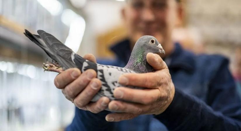 Hihetetlen! Kiderült, hogyan tájékozódnak valójában a galambok