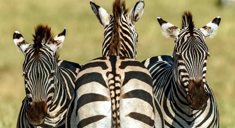 Hatóság erősítette meg: május 4-én három zebra pusztult el a Mészároshoz köthető hatvanpusztai birtokon