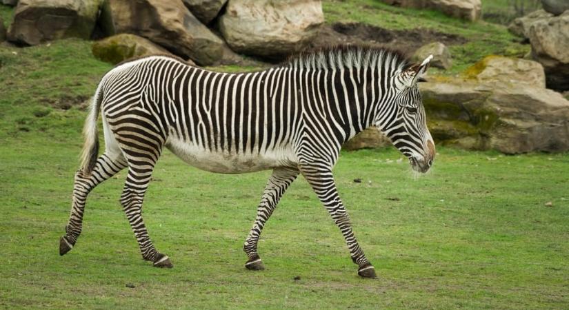 Három zebra pusztult el a hatvanpusztai Orbán-birtok közelében