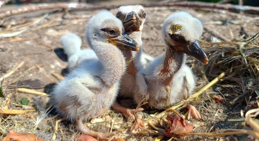 Egészen elképesztő: „Pótmama” báb gondoskodik a kisgólyákról Sóstón (videó)