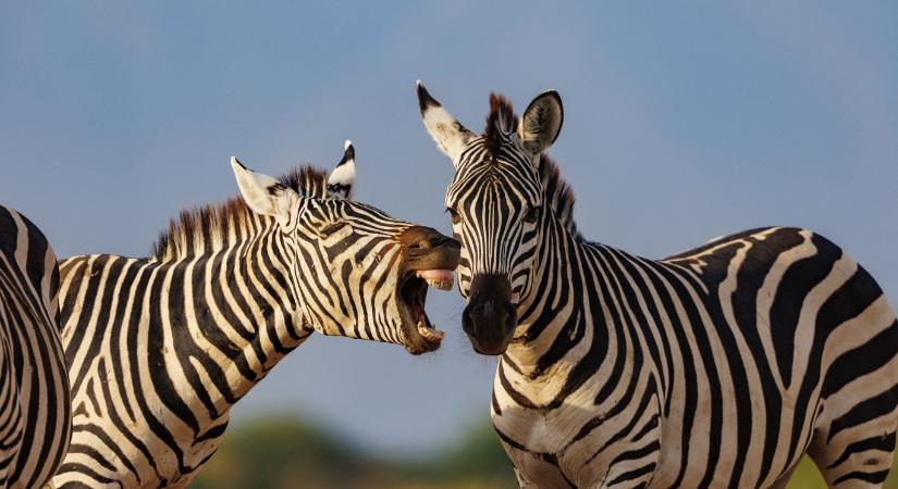 Három zebra elpusztult a Hatvanpuszta melletti területen