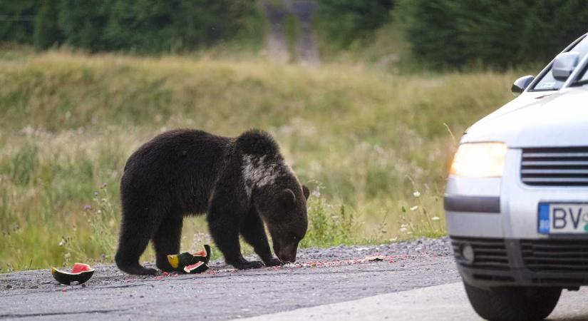 Hatalmas bírságot kapott a turista, akit megharapott egy medve