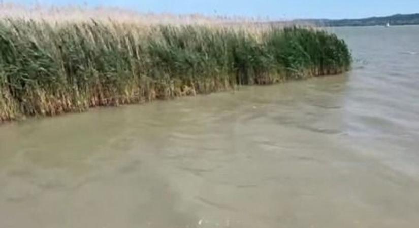 Döbbenetes látvány a Balatonnál: bundás „halak" lepték el a strandot ( videó)