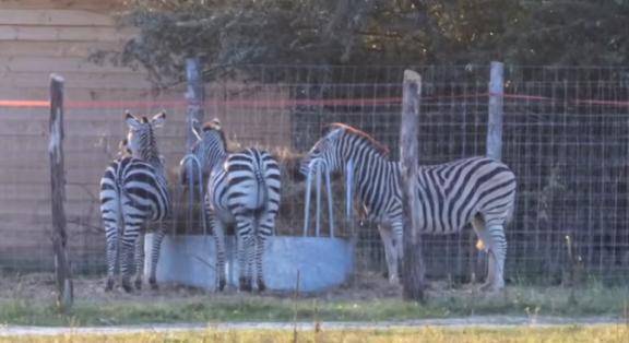 Nemrég elpusztult három zebra Hatvanpusztán