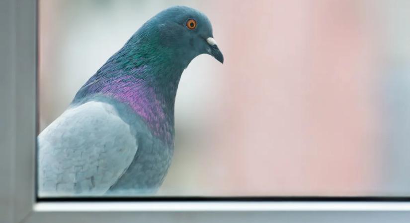 Kémgalambok hozhatják el a világvégét – csak napelem kell hozzá