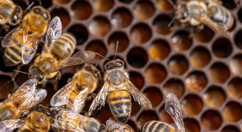 Természeti katasztrófa: Kipusztult a hazai méhállomány 34 százaléka