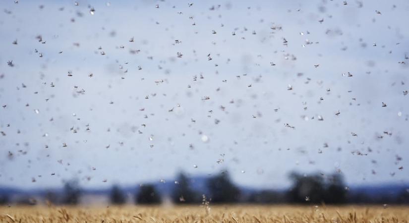 Gyógynövényes rovarokkal kísérleteznek Szegeden, az antibiotikumokat is kiválthatják