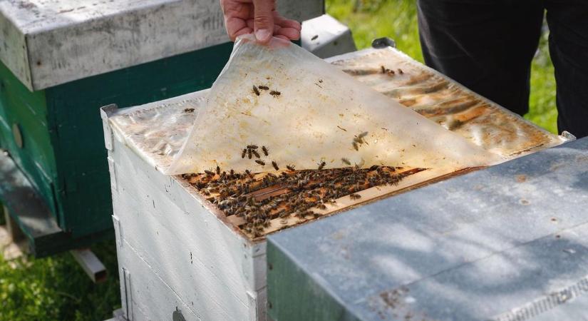 A méhészek lassan bedobják a törölközőt: szomjazik az akác, néhol elfagyott