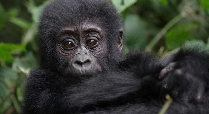 Ultrahangon vizsgálták a vemhes gorillákat, a felvételek az emberi terhességre emlékeztetnek