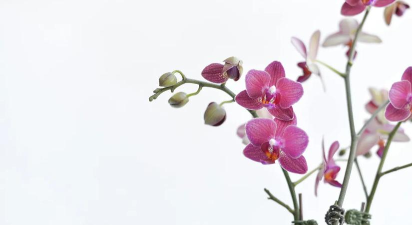 Tetves lett az orchidea? Mutatjuk, mit kell tenned!