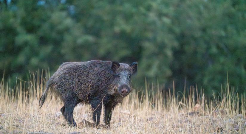 Afrikai sertéspestis: hőkamerás drónokkal mérte fel a vadállományt a Nébih Dél-Baranyában