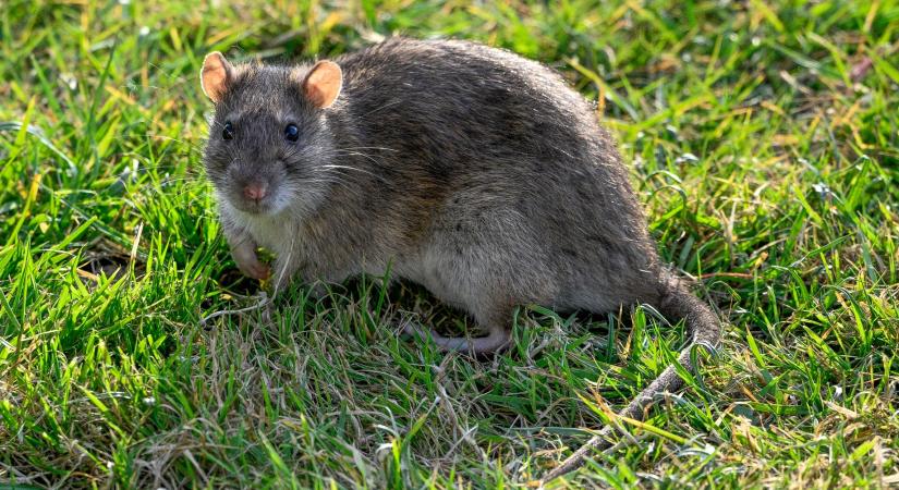 A kártevő szakértők egyetértenek: a patkányok kertből való távoltartásának legjobb módja nem csapdák használata, hanem ennek a három aromás növénynek a termesztése