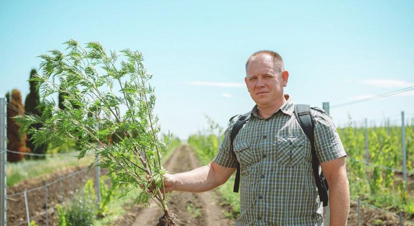 Már most érdemes megkezdeni a parlagfű elleni védekezést
