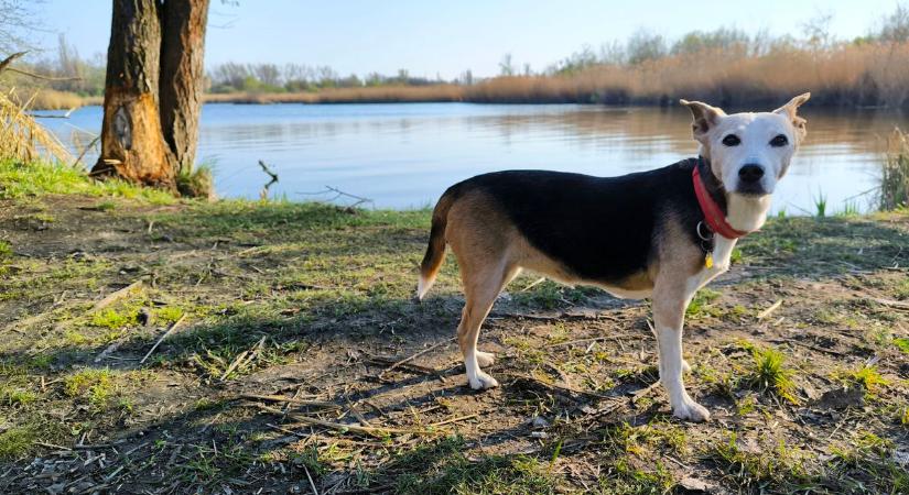 Roxy emléke - Erre tanít mindenkit a világjáró kutyus és gazdájának története