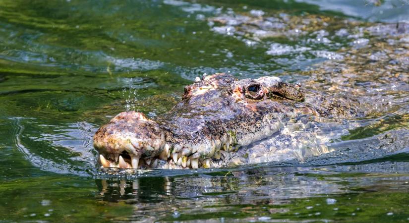 Krokodilokkal akarták eltüntetni a nyomaikat, vérfagyasztó gyilkosság történt