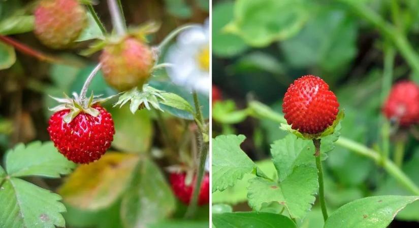 Mérgező szamóca terjed Magyarországon – így ismerheti fel
