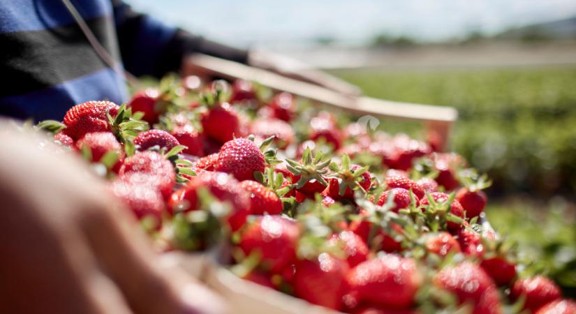 Csak úgy zúdul az import szamóca Magyarországra: ezt etetik velünk?