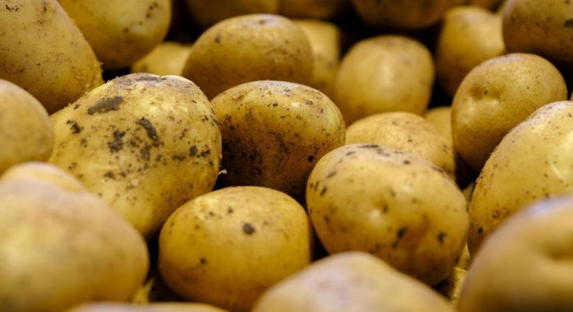 Lapcsánka, tócsni, cicege vagy görhöny? Így hódította meg a magyar konyhákat az Andok kincse