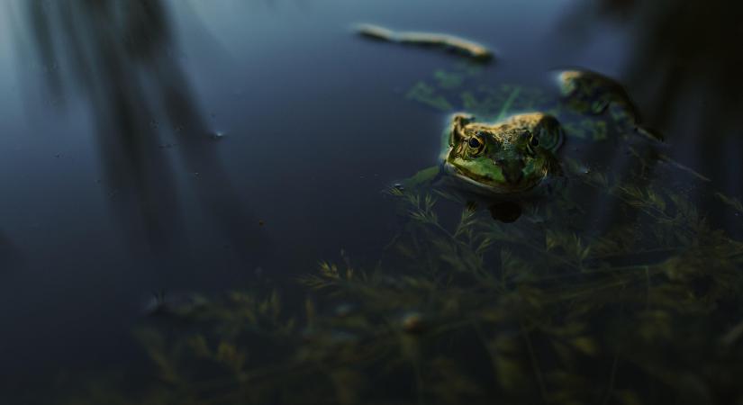 Vizes élőhelyek segíthetik az Alföld alkalmazkodását az aszályhoz