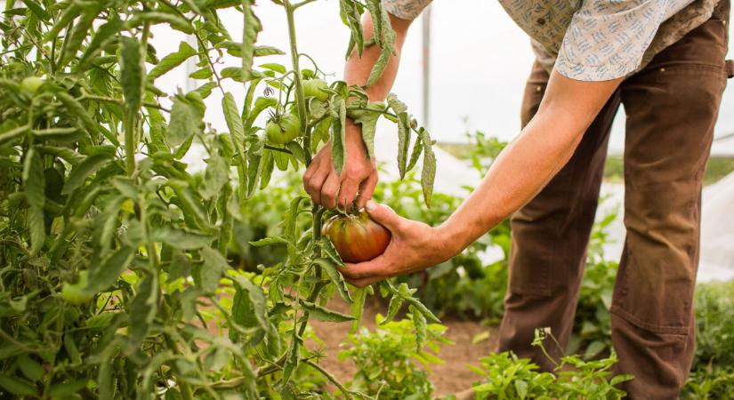 Mi lesz, ha eltűnnek a vendégmunkások? Az agrárium már most aggódik
