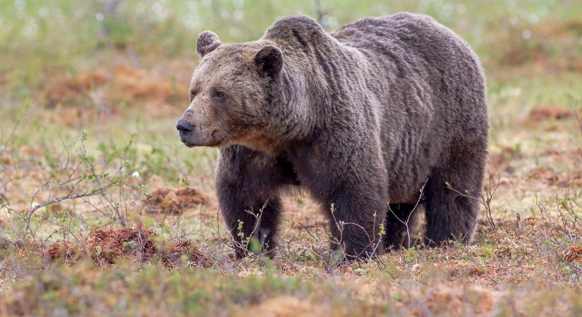 Romániába szökött volna át egy ukrán férfi, de összetalálkozott egy medvével