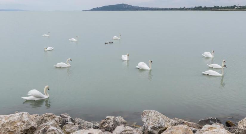 Kutatók figyelmeztetnek: nem a parton dől el a Balaton sorsa