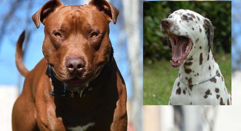 Baleset: Dalmata és pitbull a szülők - Ez a kölyök született