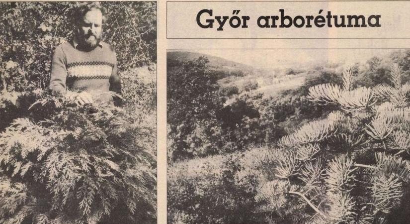 Az elfeledett győrújbaráti arborétum: a hetvenes években szőtt álom, amelyet benőtt a gaz - régi fotók