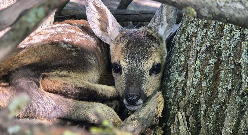 Őzgidákkal folytatódik a bébibumm a Körösvölgyi Állatparkban