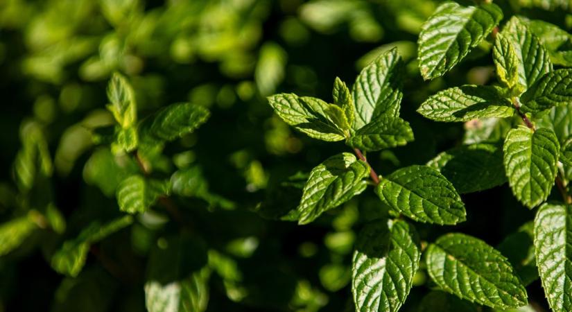 Filléres csodanövény hódít idén nyáron: ezért legyen minden balkonon menta