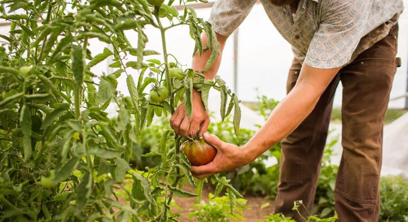 Ki fogja elvégezni a szezonális munkákat? Kritikus ponton az agrár-munkaerőpiac