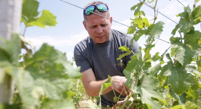 Sokkot kap vagy fellélegzik a pénztárcád? Megszólalt a szakértő, ennyiért vehetsz majd gyümölcsöt idén